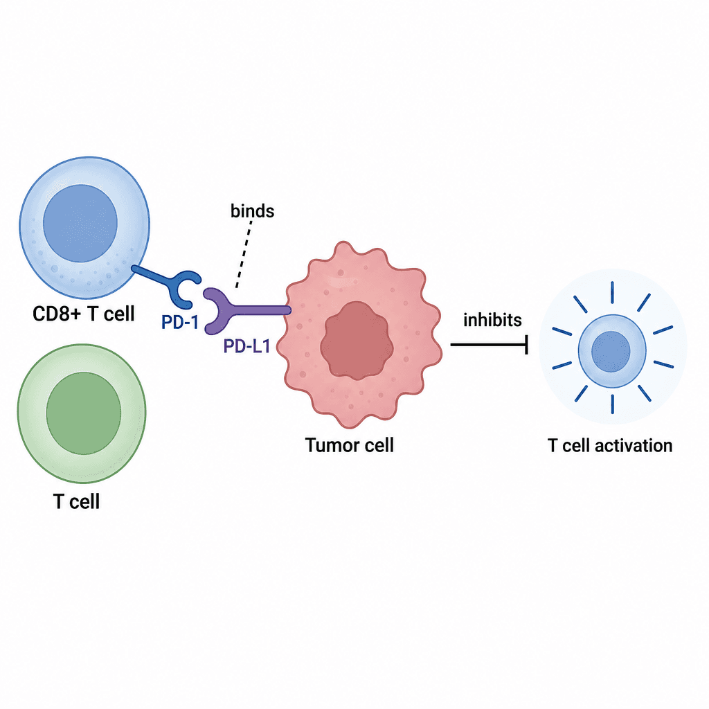 Immunotherapy Mechanisms